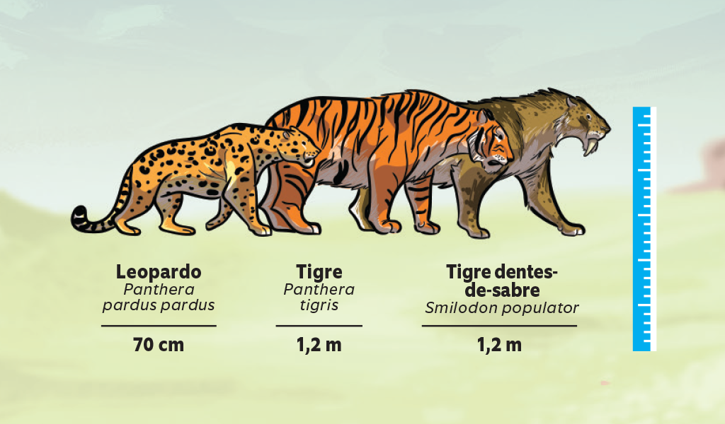 tigre-5