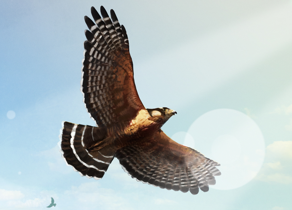 Como é um treinamento de falcoaria?