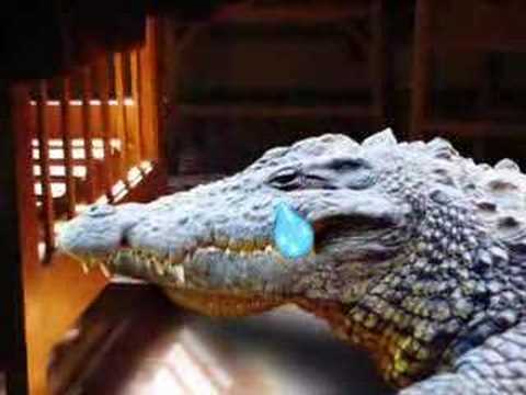 Russo cria crocodilo no apartamento