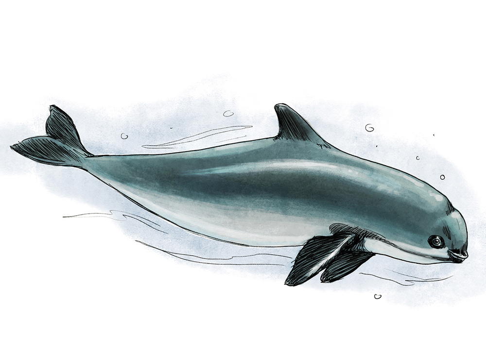 Vaquita