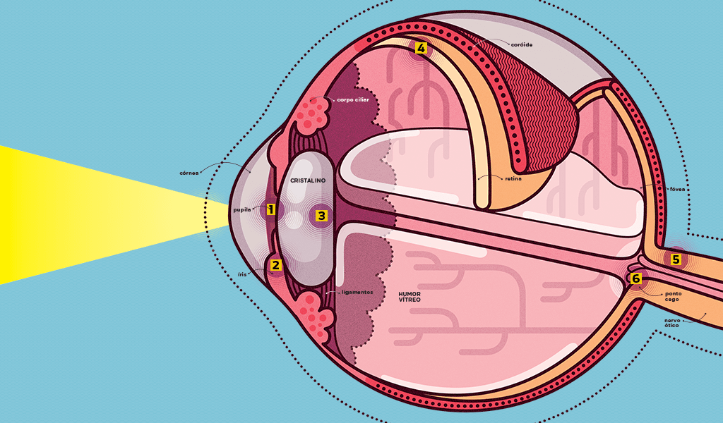 Como funciona o olho humano?