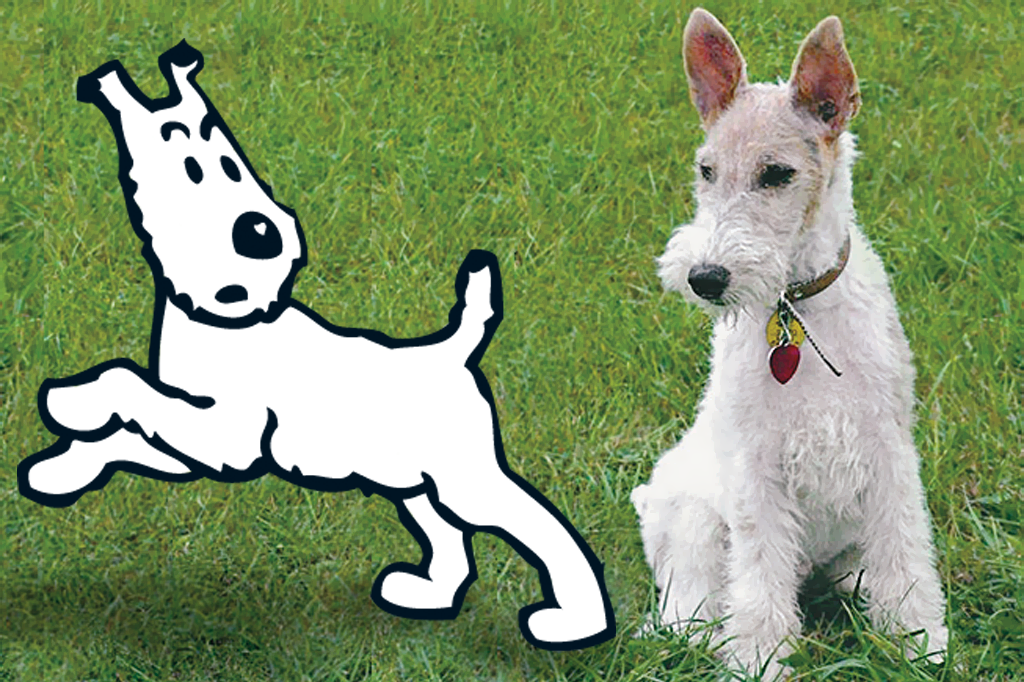 Milu; Fox Terrier