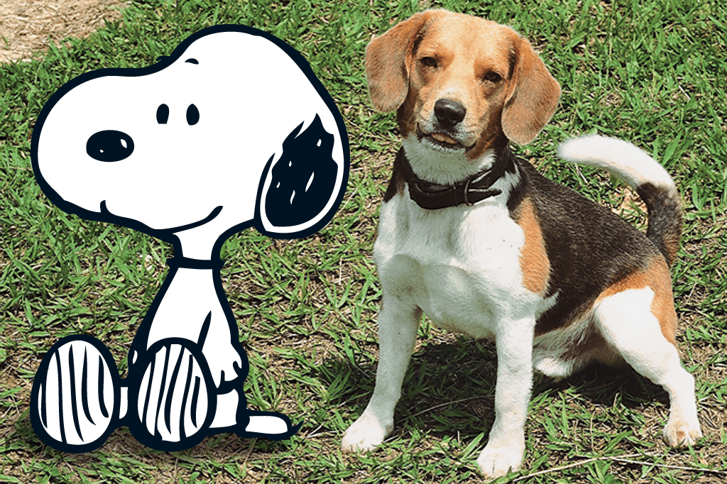 Snoopy; Beagle