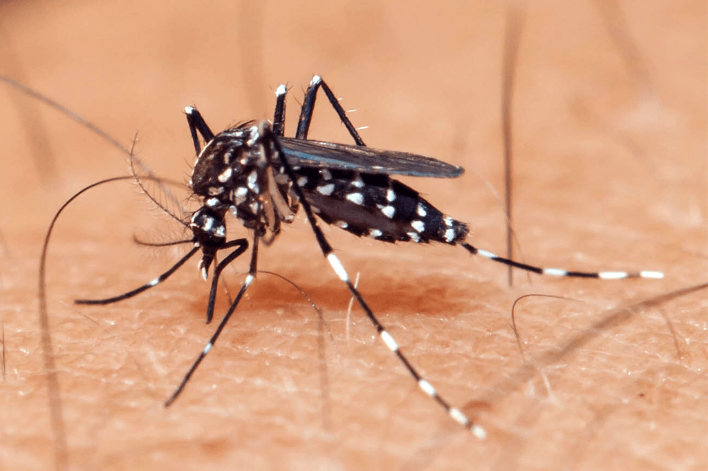 De onde veio o zika? Estudo traça caminho do vírus até o Brasil