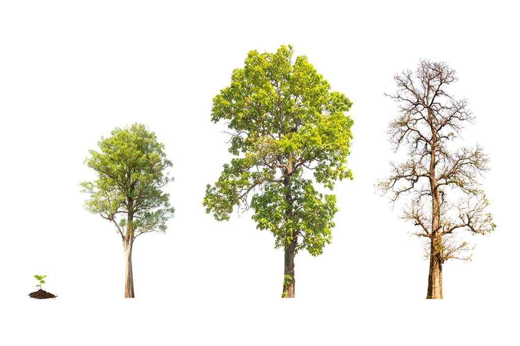 A infância, a adolescência e a velhice das plantas