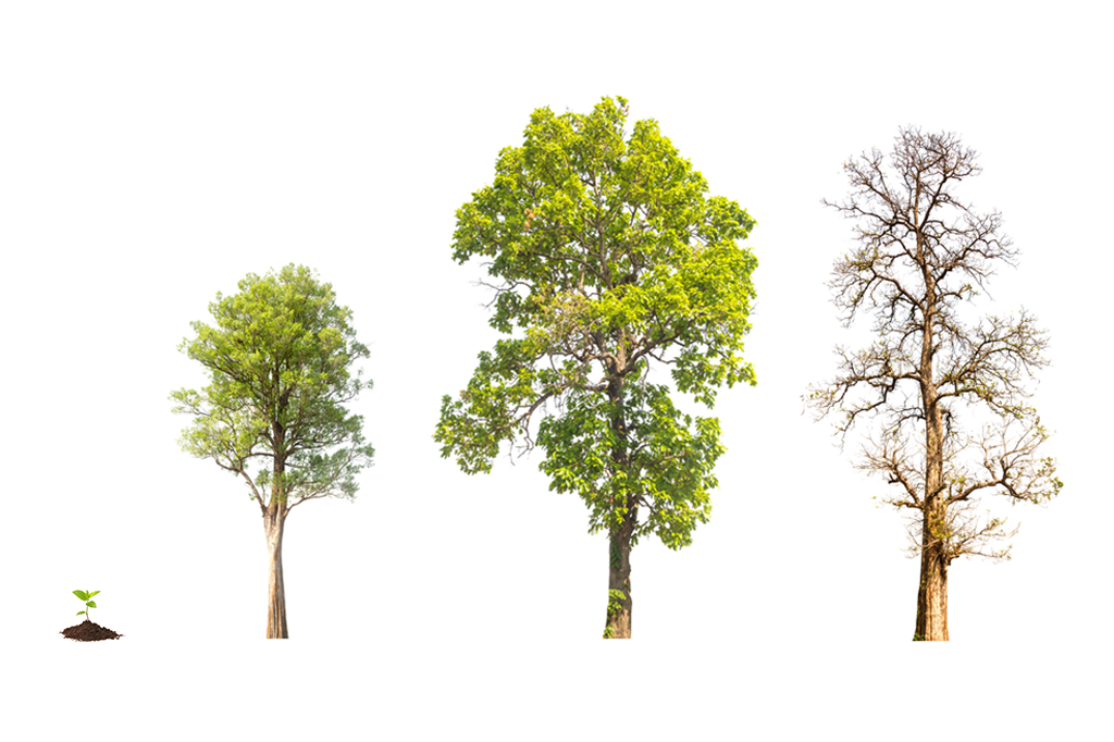 A infância, a adolescência e a velhice das plantas