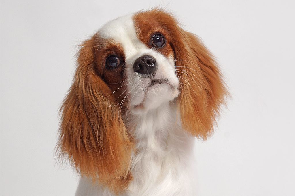 Cachorro Cavalier King Charles Spaniel