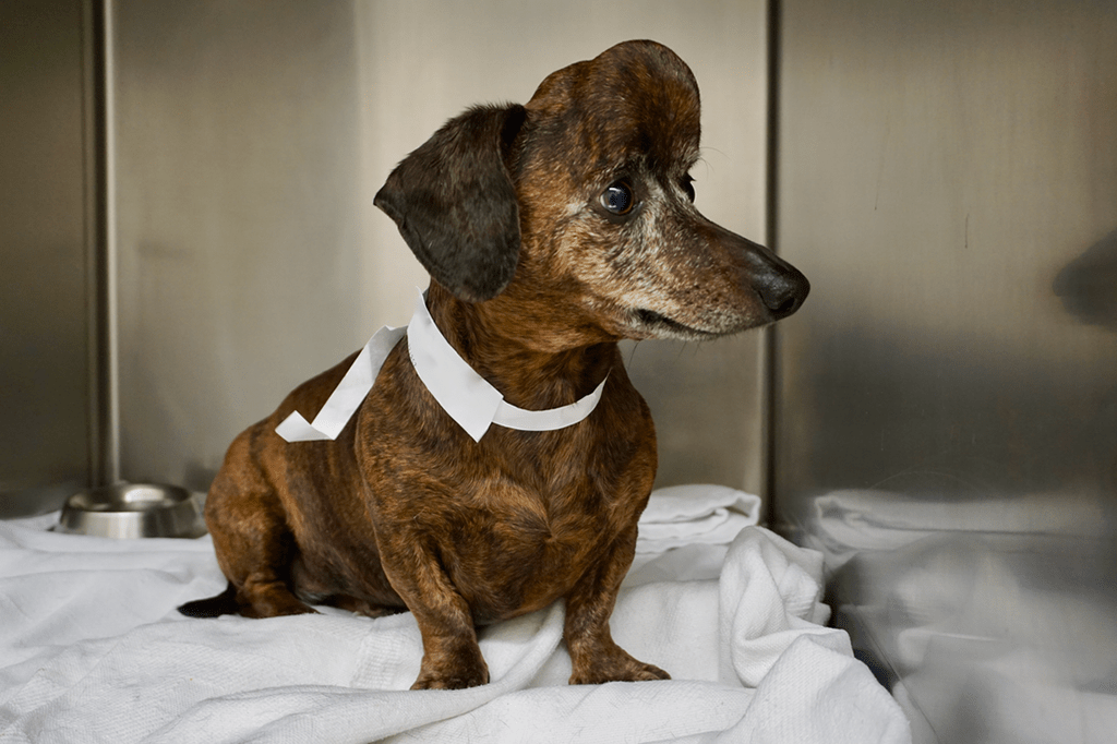 Cadelinha é salva de câncer e recebe um crânio novo graças a impressora 3D