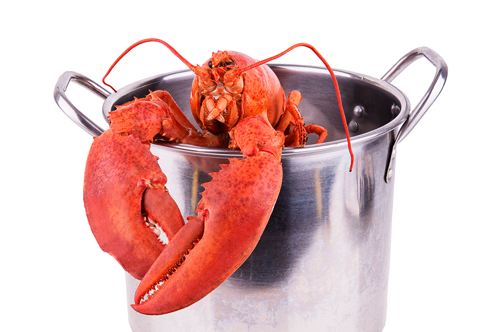 Restaurante dos EUA dopa lagostas com maconha antes de cozinhá-las