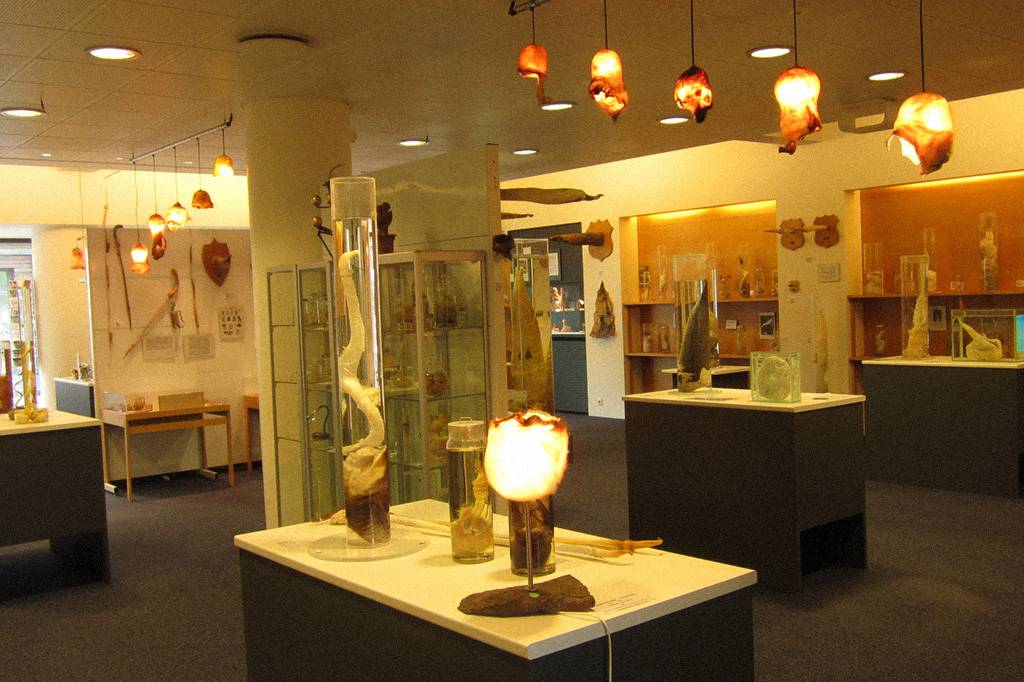 Na Islândia, há um museu com 280 pênis de 96 espécies