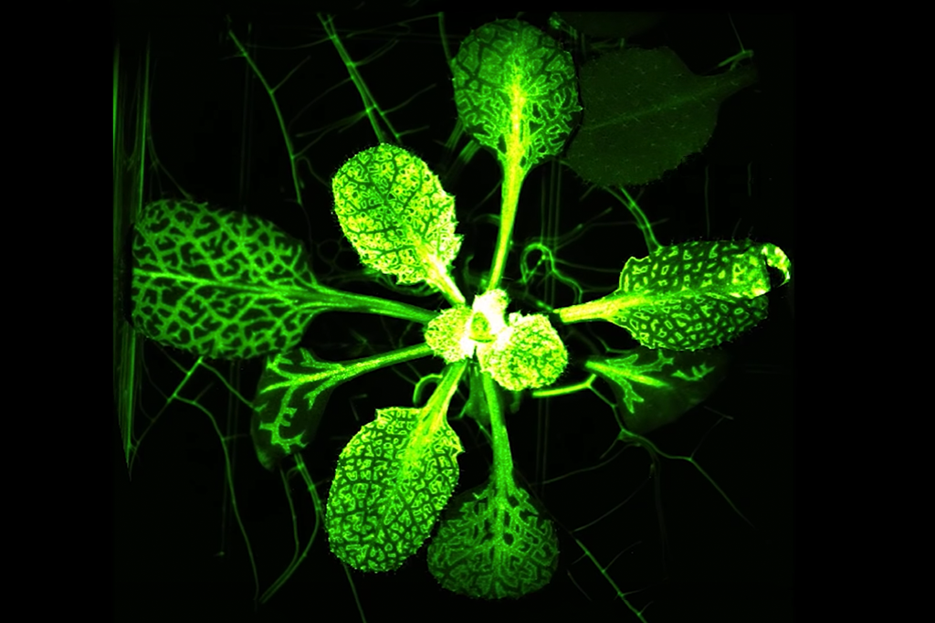 Pela primeira vez, cientistas fazem planta brilhar ao ser atacada. Assista