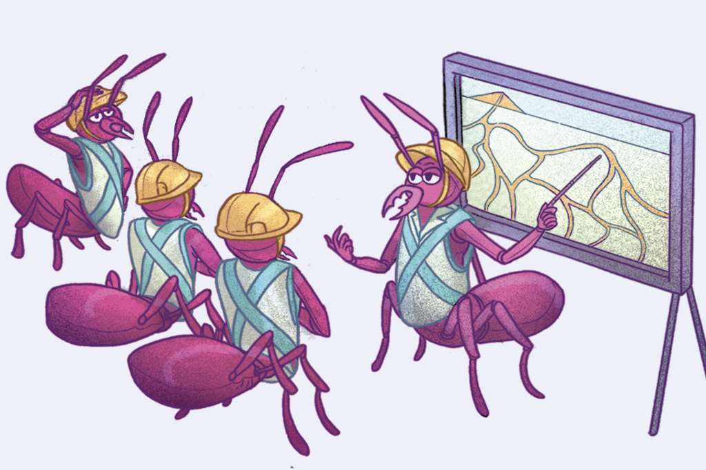 Onde as formigas constroem os formigueiros?