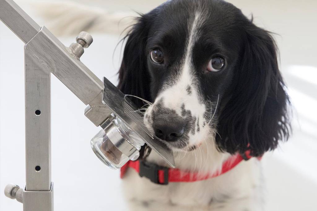 Cachorros detectam malária pelo cheiro das meias das pessoas