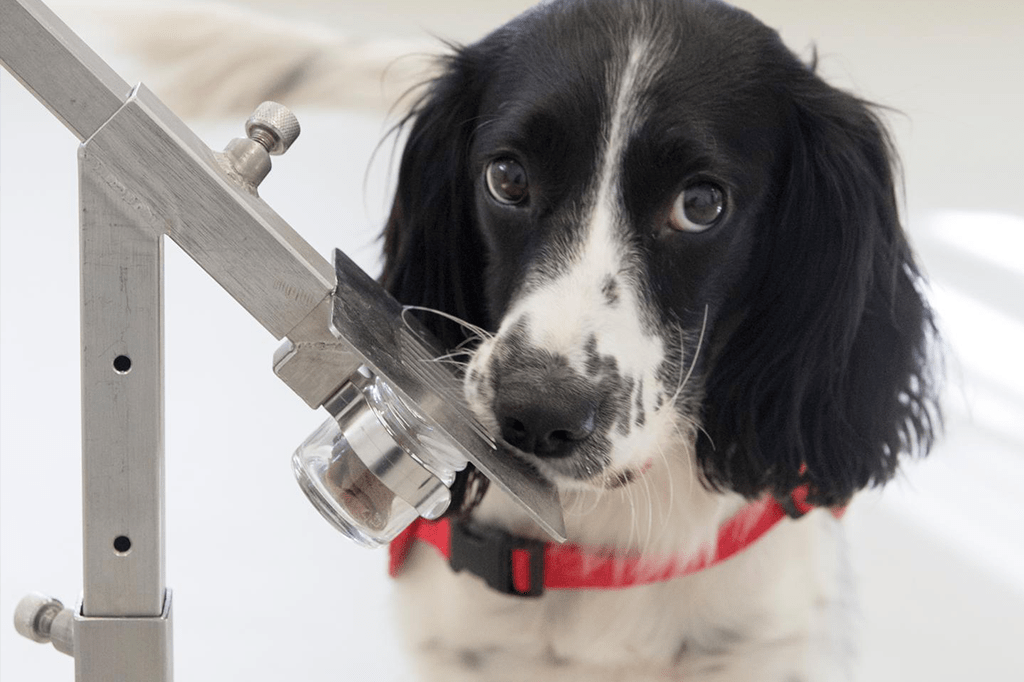 Cachorros detectam malária pelo cheiro das meias das pessoas