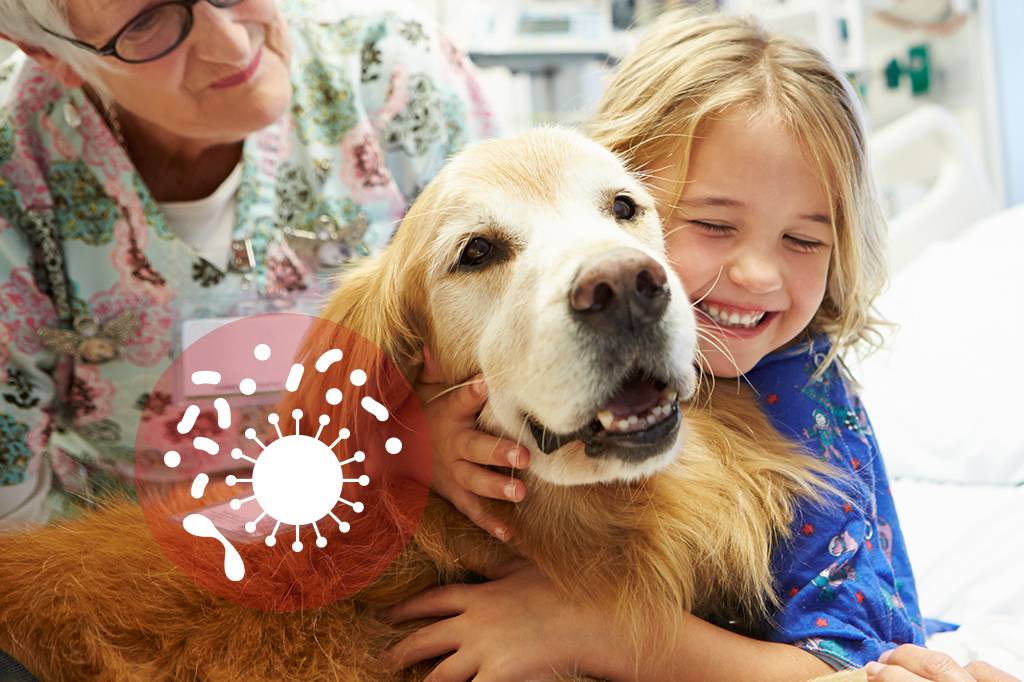 Terapia com cães pode transmitir bactérias super resistentes