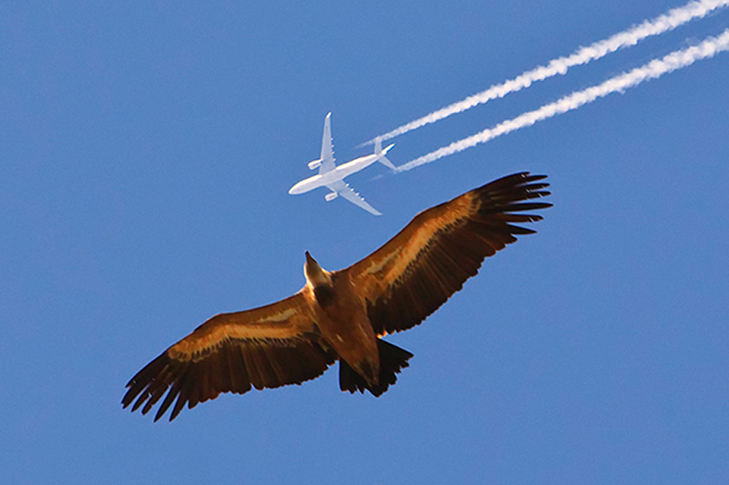 Uma ilusão de ótica afasta pássaros e impede que eles colidam com aviões
