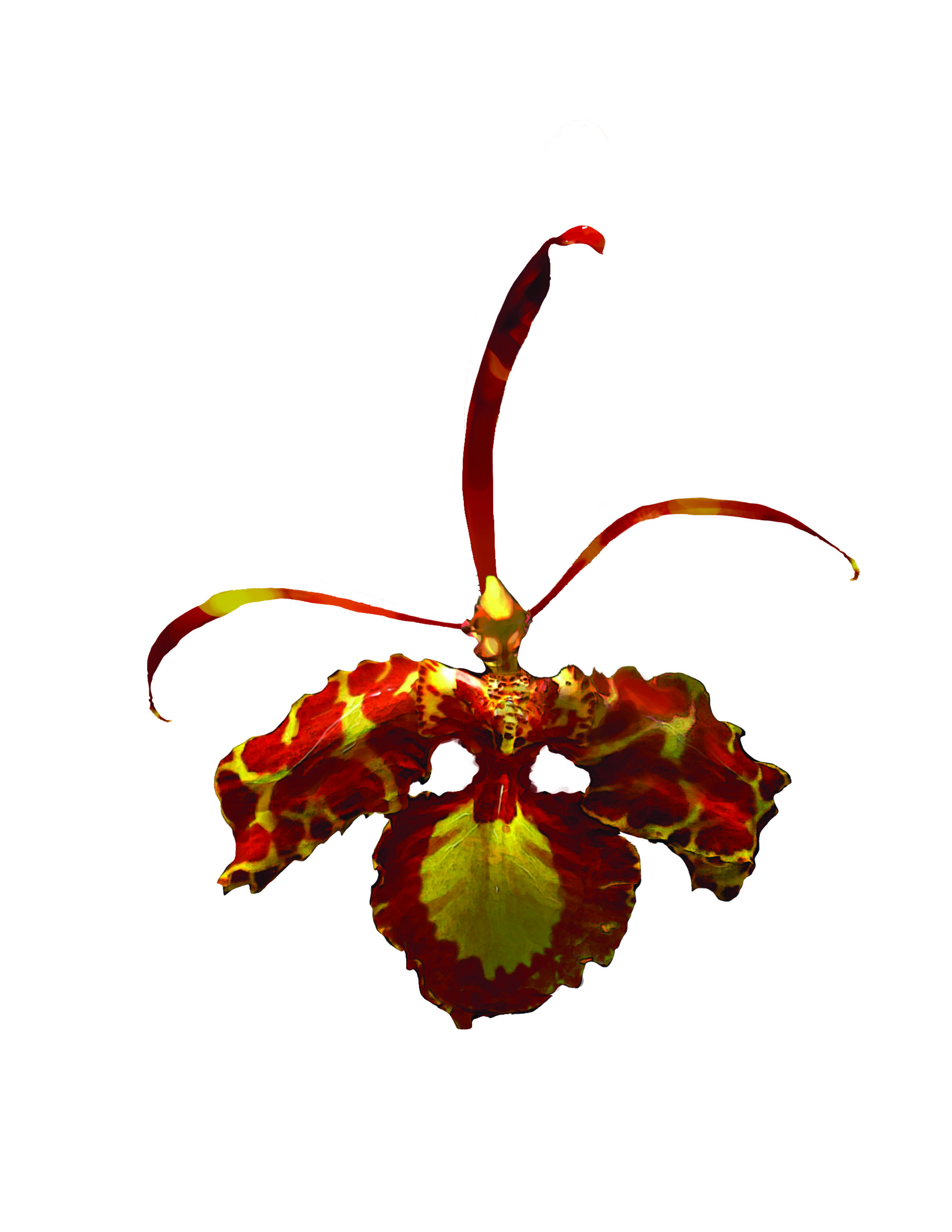 psychopsis_final