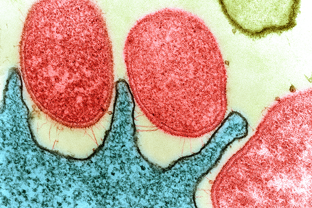 Estudo revela: existem 23 bilhões de toneladas de microrganismos debaixo dos oceanos