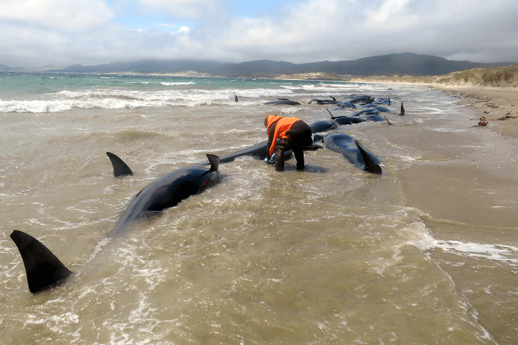 O que faz as baleias da Nova Zelândia encalharem tanto