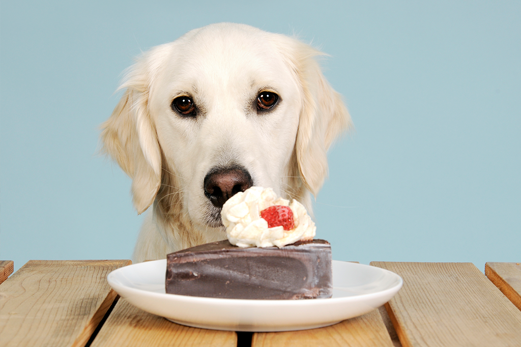 6 alimentos que podem prejudicar a saúde do seu bichinho de estimação