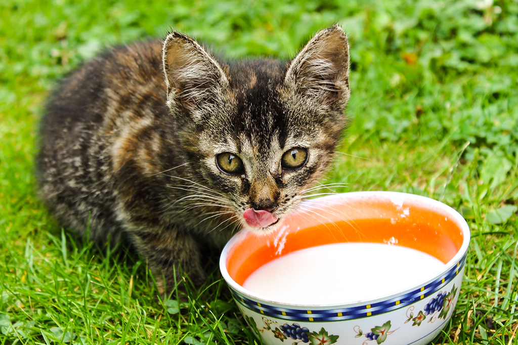 6 alimentos que podem prejudicar a saúde do seu bichinho de estimação