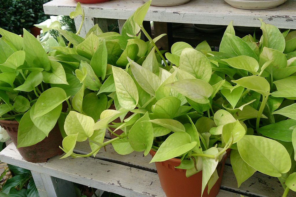 Planta doméstica com DNA modificado pode reduzir a poluição do ar