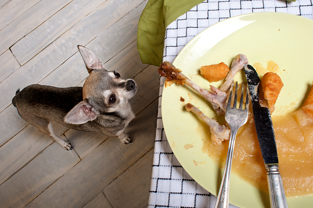 6 alimentos que podem prejudicar a saúde do seu bichinho de estimação