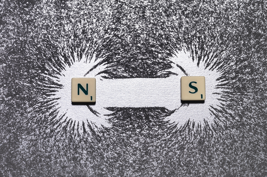 Campo magnético regula regeneração de partes do corpo em vermes amputados