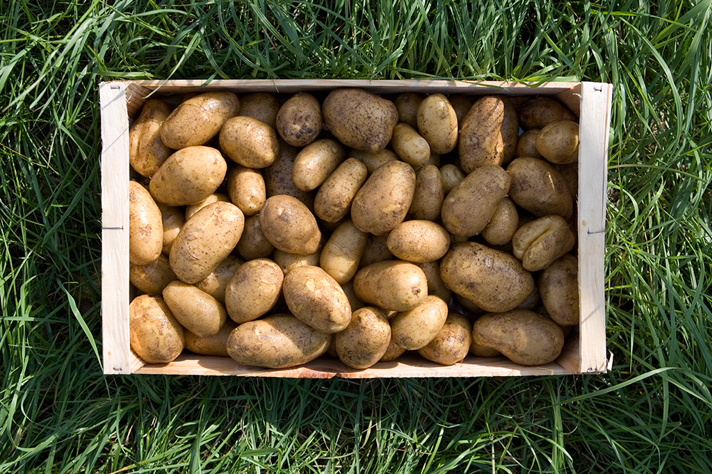 Granada da 1ª Guerra foi encontrada em carregamento de batatas na China