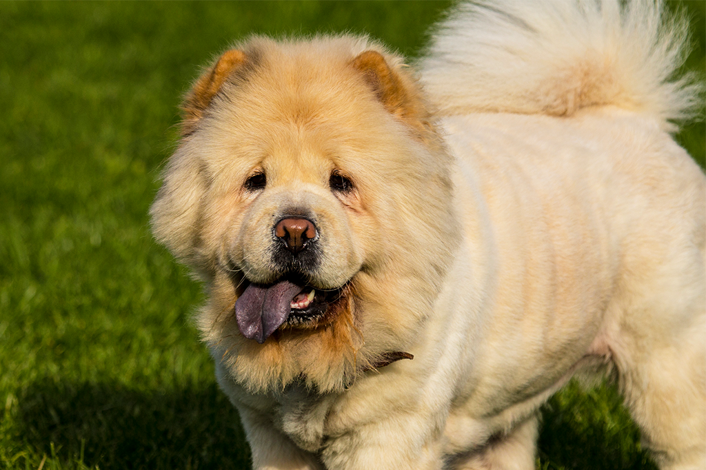 Por que a língua do chow-chow é azul?