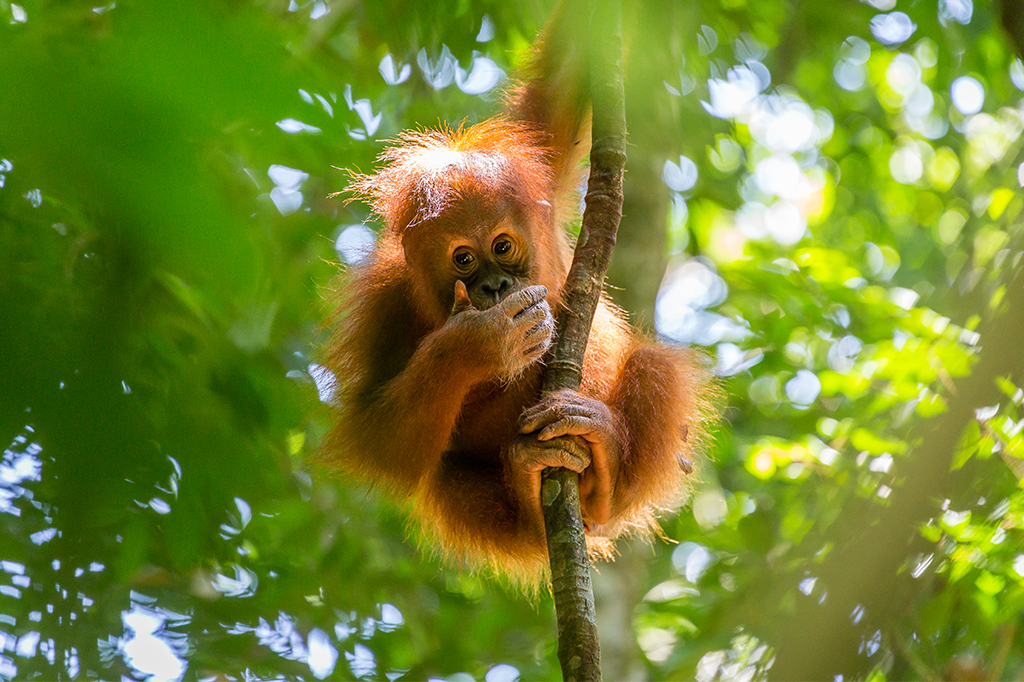 Humanos primitivos caçavam macacos e esquilos, diz estudo
