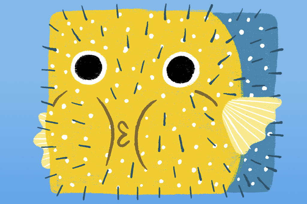 Comprimido-baiacu: cápsula fica 100 vezes maior dentro da barriga