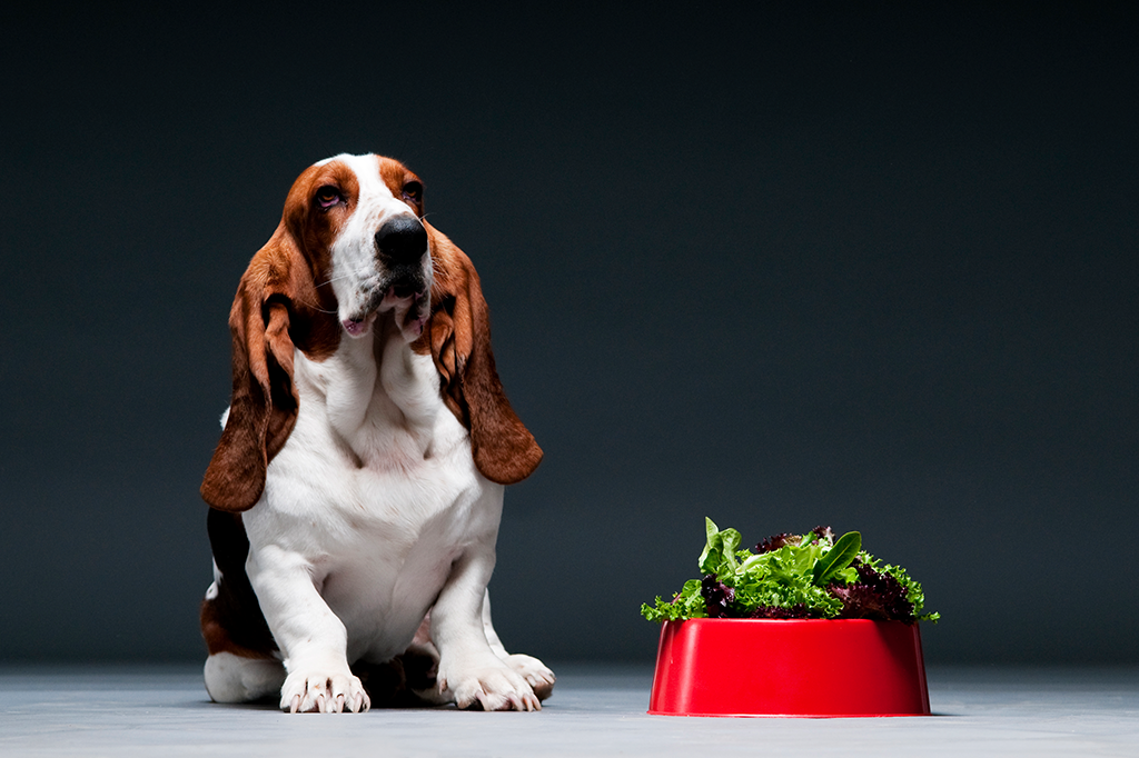 comida-vegana-cachorro