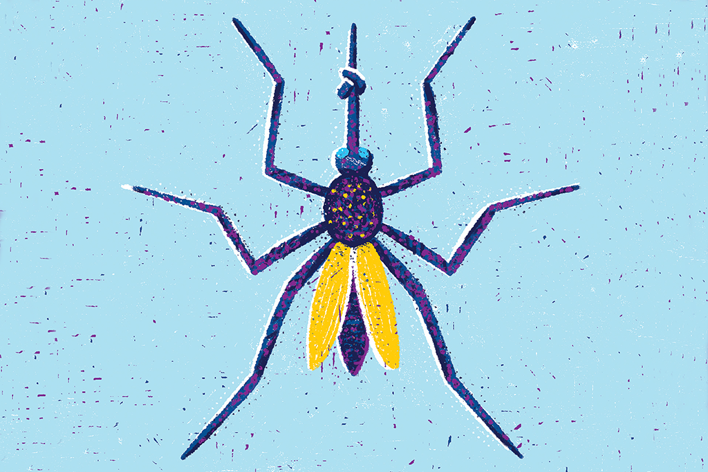 Colocando o Aedes aegypti de dieta