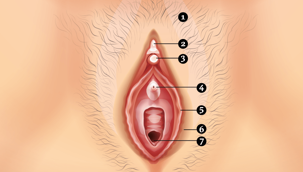 clitoris