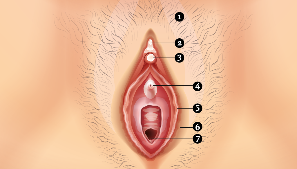 clitoris clitoris