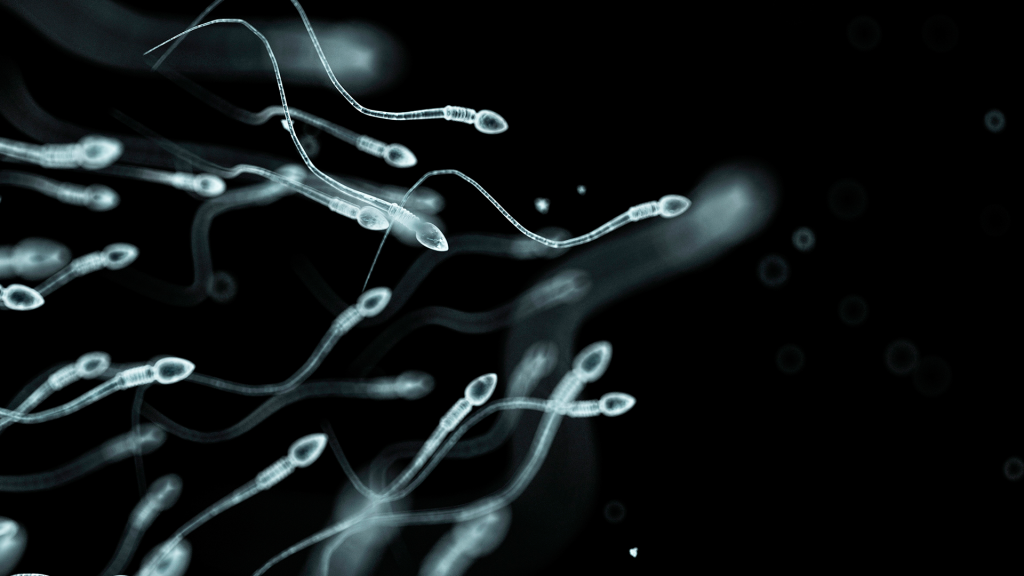 Macaco nasce de esperma tirado de testículo congelado