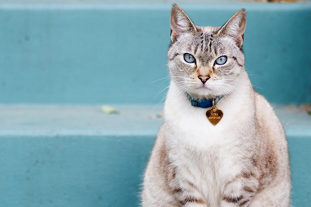 Gatos conseguem reconhecer seus próprios nomes, diz estudo