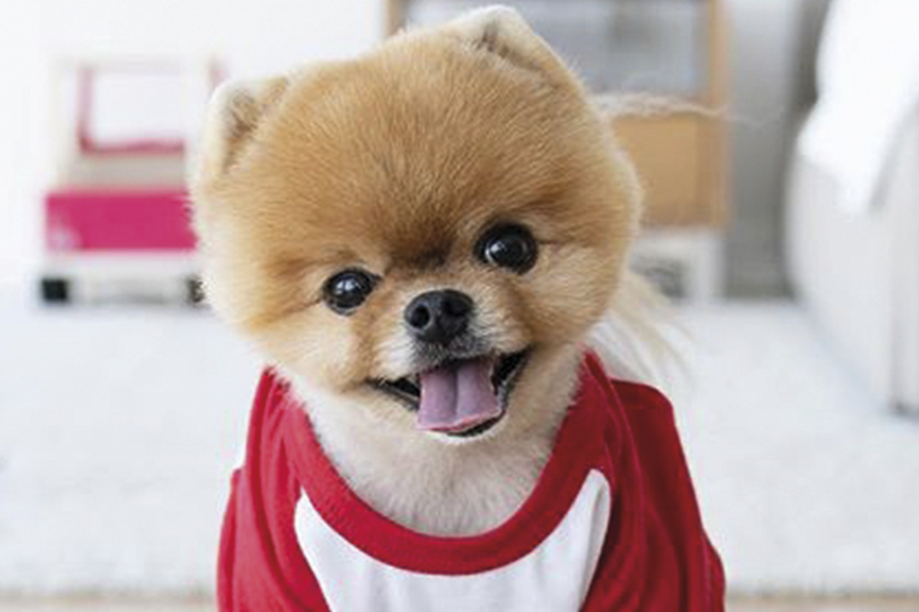 SI_CachorroInstagram_home