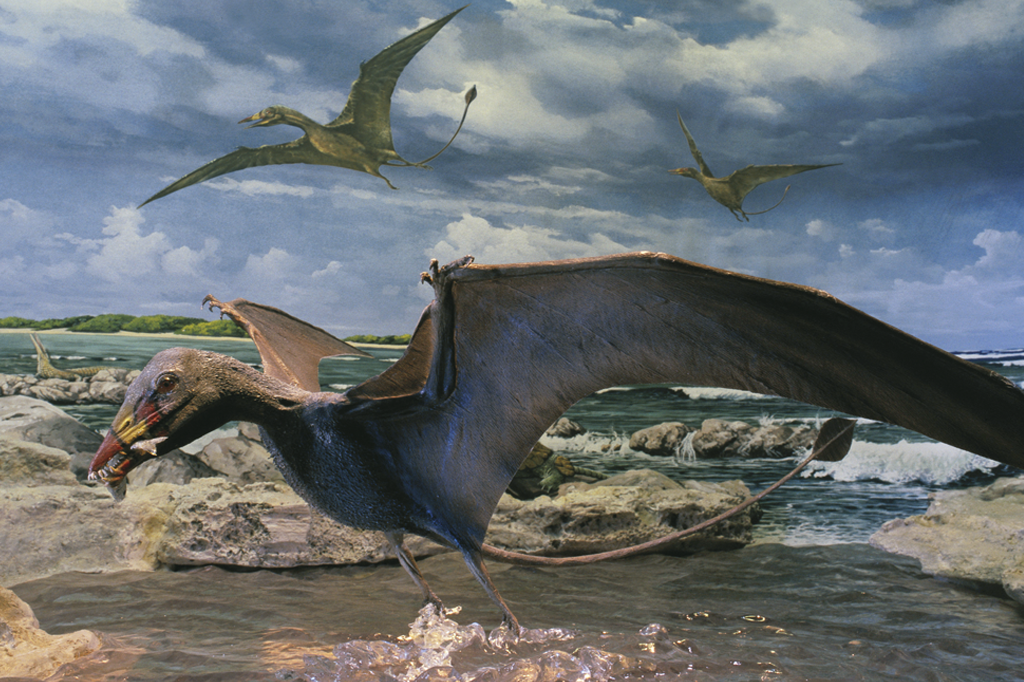 Pterossauros: 4 tipos de répteis voadores