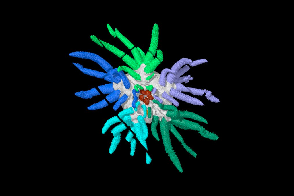 Conheça a criatura marinha batizada em homenagem ao monstro Cthulhu