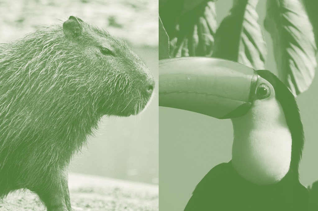 Existe algum tipo de horóscopo indígena?