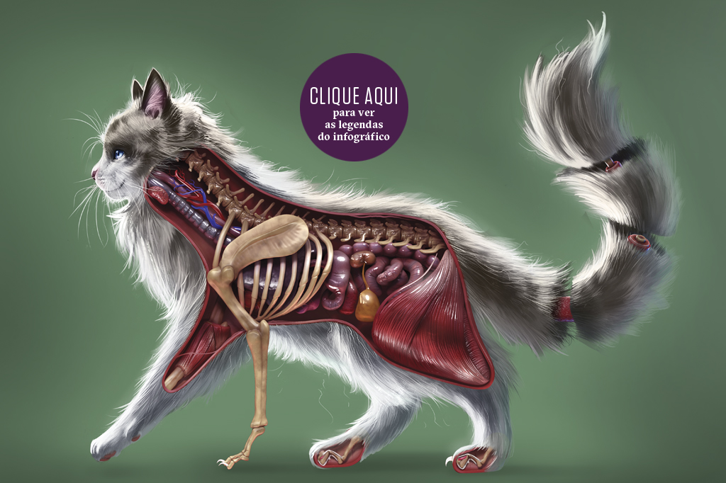 SI_403_Gatos_CLIQUE AQUI1