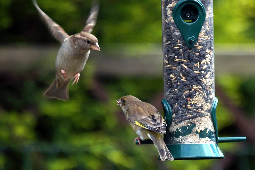 Comedouro para pássaros estimula diversidade de aves nas cidades