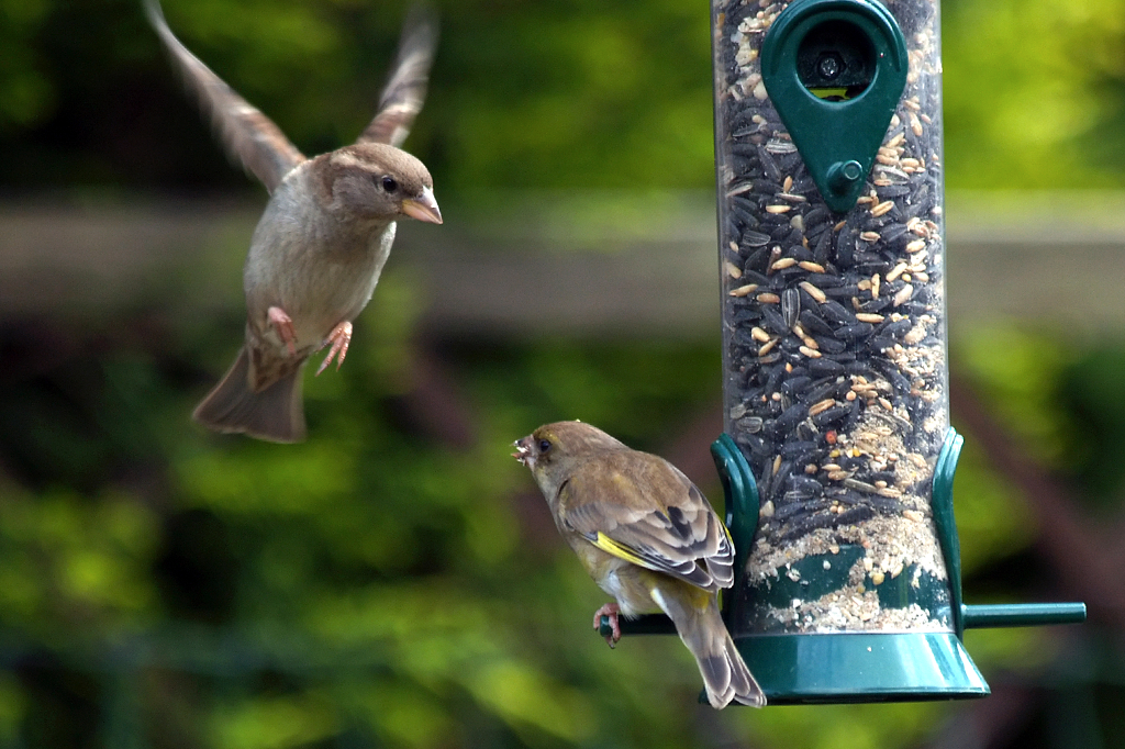 Comedouro para pássaros estimula diversidade de aves nas cidades