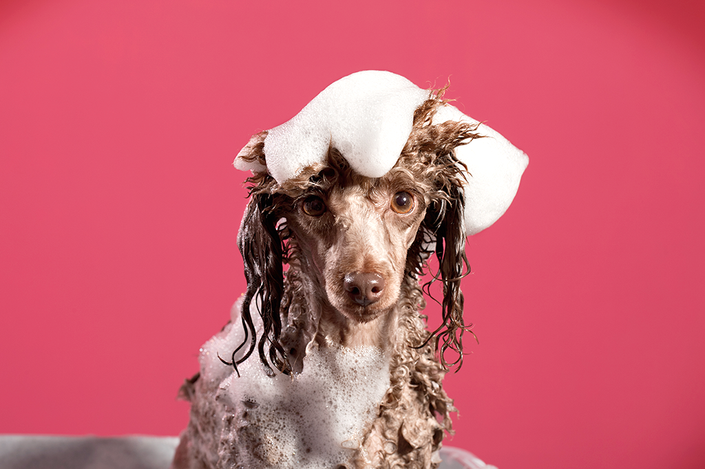 Você tem cachorro? O motivo provavelmente está no seu DNA