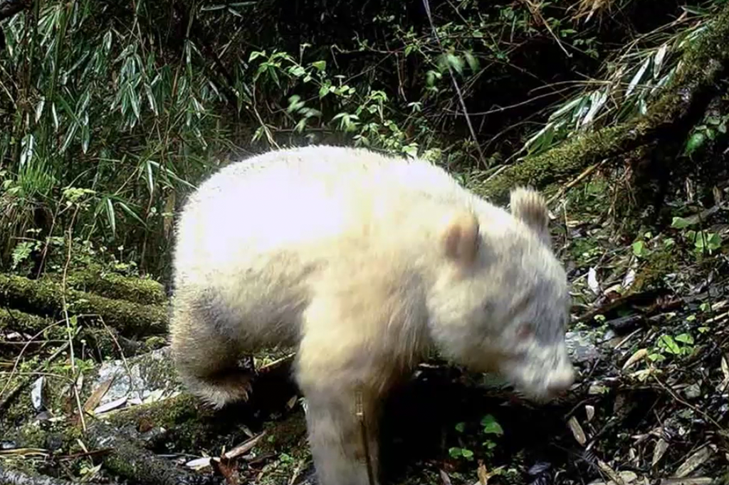 Panda albino é avistado pela primeira vez em reserva na China