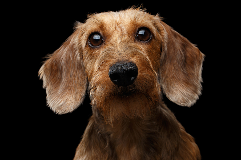 Como os olhos dos cães evoluíram para cativar os humanos