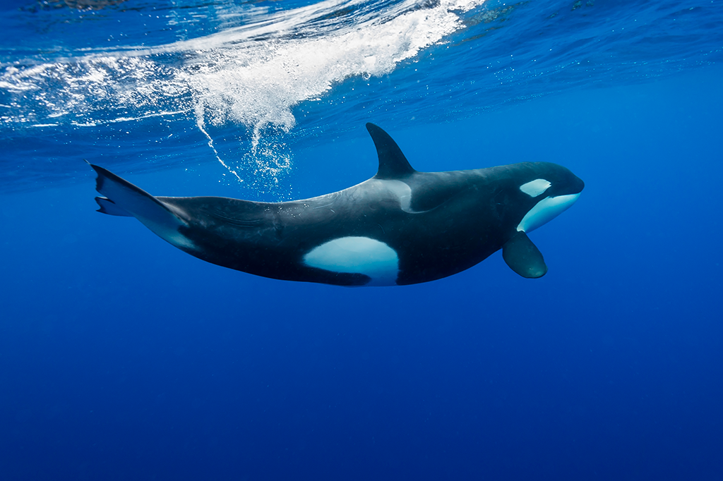 Site_Orca