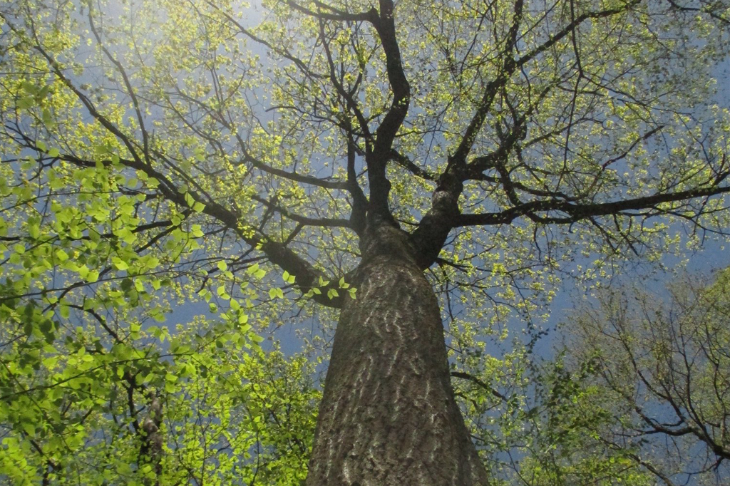 Conta do Twitter quer mostrar como árvore responde a mudanças no clima